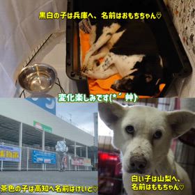 3頭の幸せ報告の画像