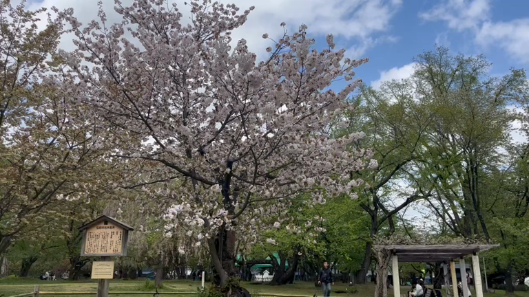 まだまだ春爛漫の弘前に行ってきました。３日目の記事動画