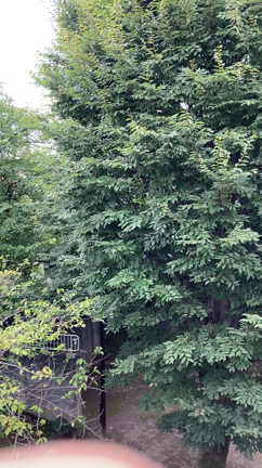 ８／２３　かまびすしいの記事動画