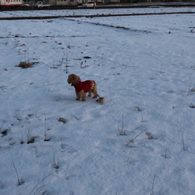 桃ちゃん雪の上にをダッシュの画像