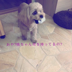 とある日の桃ちゃんの画像
