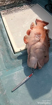 鳴門で色々との記事動画