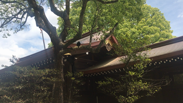 15日はお参りの日！そして亀石さんへ。の記事動画