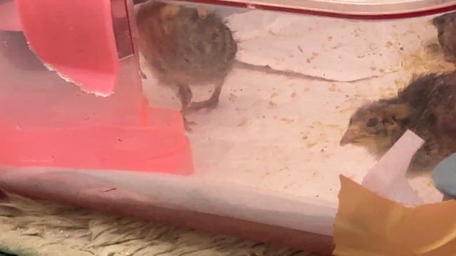 うずらのひな　2/18の記事動画