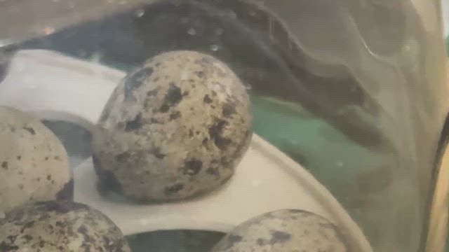 続•ウズラの卵　2/9の記事動画