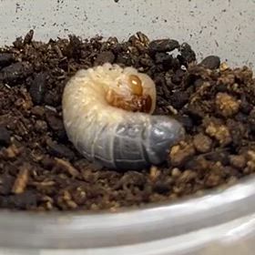 ヘラクレスの幼虫　タイムラプスの画像