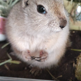 和栗7日目。の画像