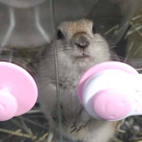 和栗5日目。の画像