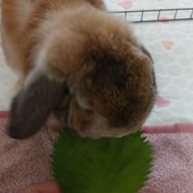 大葉食いの画像
