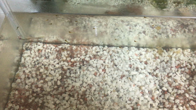 ご出産 Σ(￣◇￣;)の記事動画