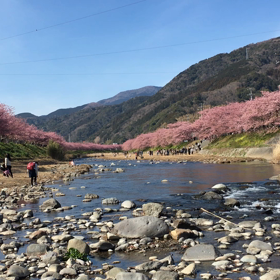 河津桜の画像