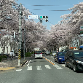相模原のさくらの画像
