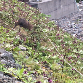 鋸岳  林道で鹿が助けを求めてきた。の画像