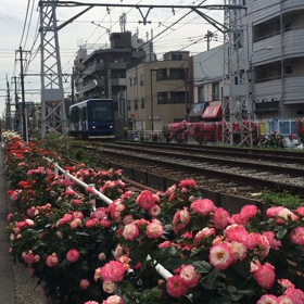都電荒川線に沿ってランニングの画像