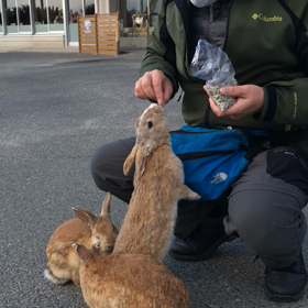うさぎ島でうさぎにエサをあげています。の画像