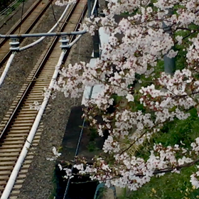 桜の中の画像