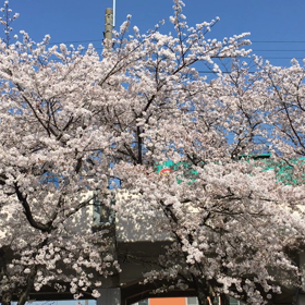 古河駅の桜の画像