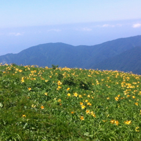 和賀岳のニッコウキスゲの画像