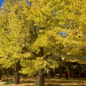 国営昭和記念公園の紅葉の画像