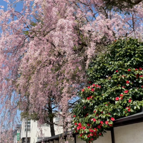 角館のさくらの画像