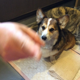ドタバタの画像