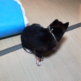 耳を掻く犬。の画像