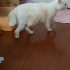 うちのニャンコのペット保険更新なしの画像