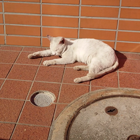 お久しぶりですの画像