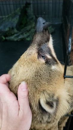 アカハナグマの記事動画