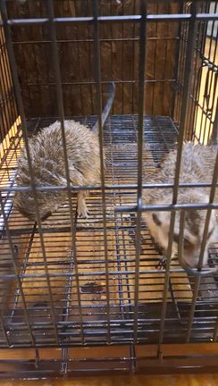 ミーアキャットペアの記事動画