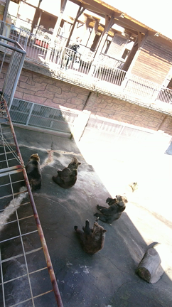 熊本行って来ました‼の記事動画