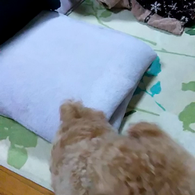 朔ちゃんの得意芸の画像