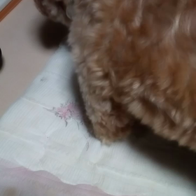 朔ちゃんの病気のことの画像