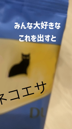 【我が家のねこたちの紹介】の記事動画