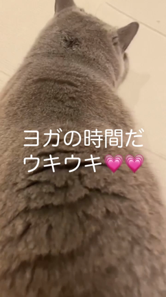 うちのニー君はヨガマットが大好き❤️の記事動画