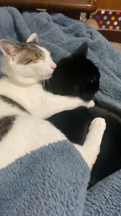 無事帰宅〜猫たちの記事動画