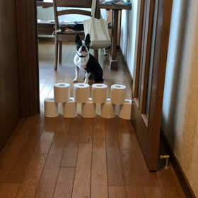 トイレットペーパーチャレンジの画像