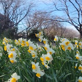 水仙と河津桜の競演(小田七丁目公園)のサムネイル画像
