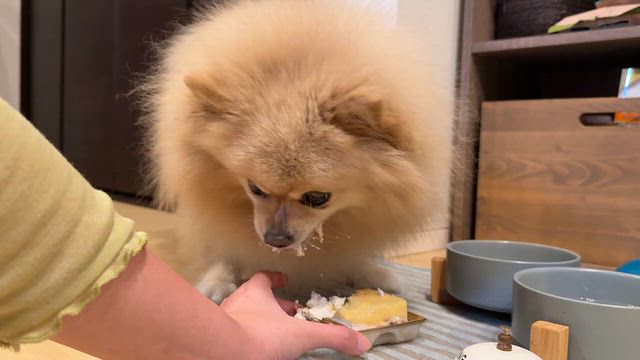 【今日のわんこ】10歳になりました！お芋のケーキをばくばく食べるポメラニアンの記事動画