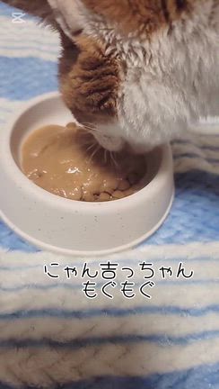 腎不全治療中･ごはんご支援ありがとうございますの記事動画