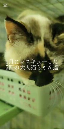 5匹の猫ちゃん達の医療とご支援のお願いの記事動画
