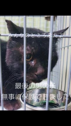 【最後の男の子】餌やりさんが居なくなるの記事動画