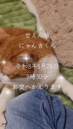 にゃん吉くん、お空へかえりますの記事動画