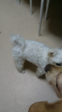 ホテル(*^^*)の記事動画