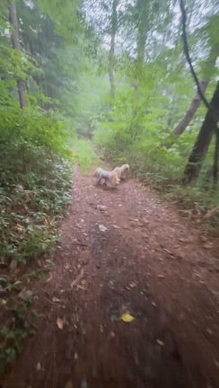 雨　雷の中　森散歩レッスンの記事動画