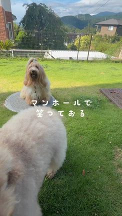 夏休み個性豊かなチャイプラッバー！の記事動画
