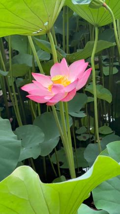蓮の花〜2025の記事動画