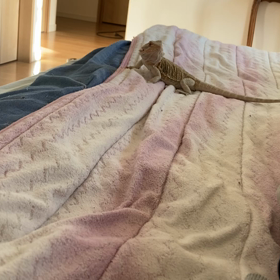 フトアゴは懐くし、覚えるの画像
