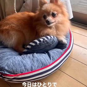 家族募集中　ポメラニアン　さわちゃんの画像