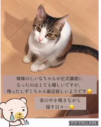 家族大募集中　子猫　しずくちゃん　寂しそうな姿も…の記事動画